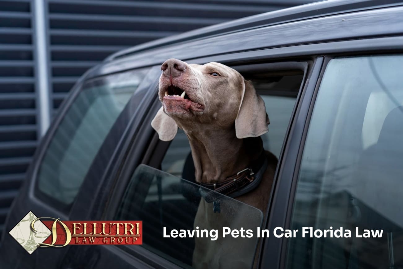 Florida pet owners enjoying time with their dogs